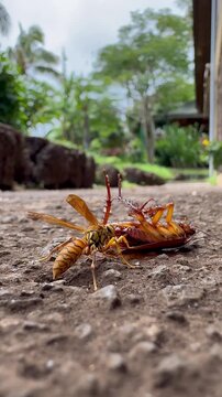 Ataque de insectos 