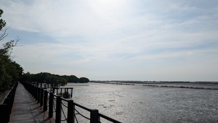 Fototapeta premium An oyster farm at the edge of a mangrove forest at low tide.