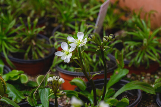 Close up of Venus flytrap flowers blooming in botanical garden greenhouse