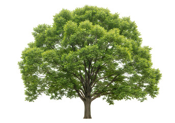 Large green leafy tree with thick trunk © Robiul