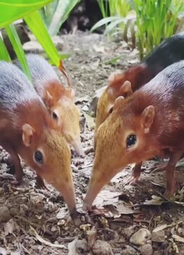 Adorable tiny shrew