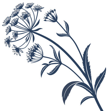 Bupleurum Flower Minimal Floral Vector Clipart