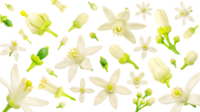 Delicate white citrus blossoms and green flower buds, with tiny unripe fruits.