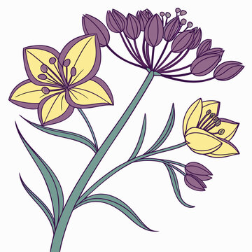 Bupleurum Bloom Hand Drawn Line Art Vector