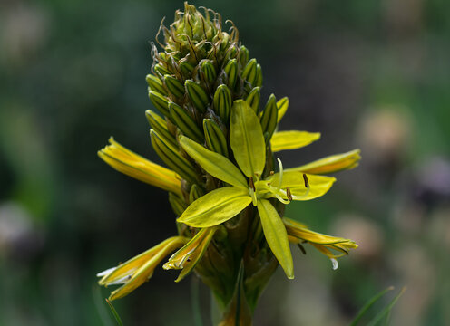 Yellow asphodel (Asphodeline lutea) blooming on Freundschaftsinsel, Potsdam
