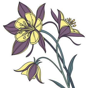 Bupleurum Flower Vector Botanical Illustration