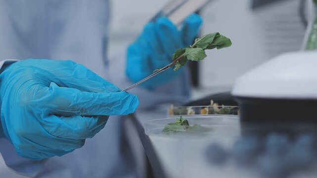 Close up scene of researcher examining alternative protein powder in sterile lab conditions with organized instruments promoting eco forward food innovation for sustainable biotechnology and nutrition