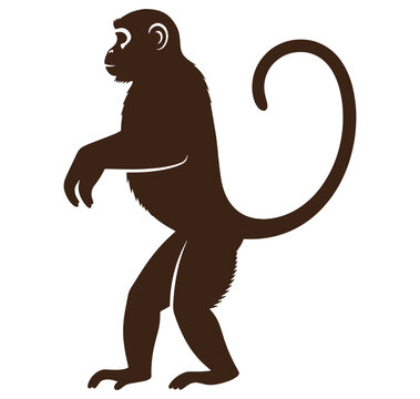 monkey standing on two legs with curled tail profile view