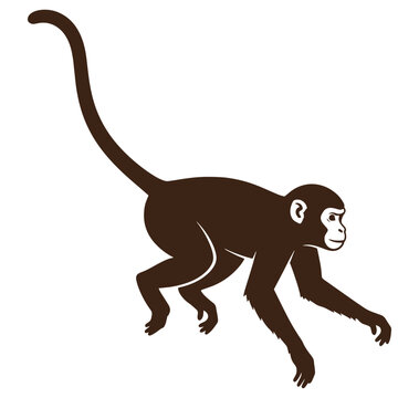 monkey walking on all fours with long tail and white face