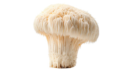 Fresh raw organic lion mane hericium mushroom isolated on transparent background © novikova-png