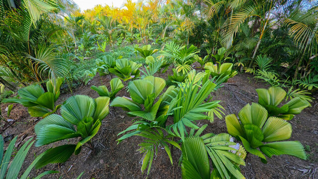 High angle view of young ruffled fan palm growing in the garden, tropical licuala grandis palm tree in agricultural field