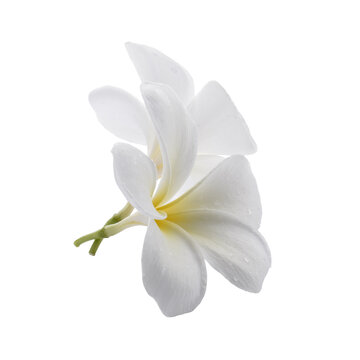 White frangipani flowers isolated on a white background