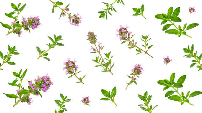 Organic fresh thyme sprigs with dainty purple flowers, arranged casually and isolated on a transparent background.