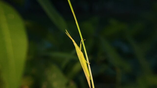close up of the oriental long-headed grasshopper (Acrida cinerea), which is also often referred to as the leafhopper.