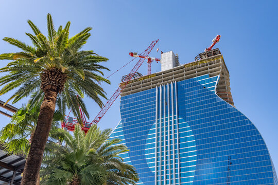 Phoenix canariensis, Canary Island date palm, palm family Arecaceae. Hard Rock Las Vegas is a casino hotel resort under construction at the center of the Las Vegas Strip in Paradise, Nevada.
