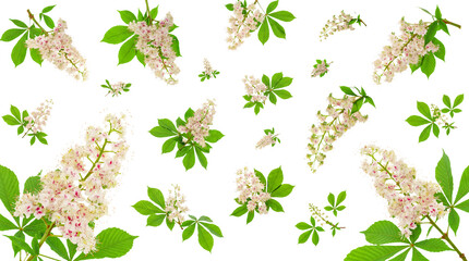 Beautiful horse chestnut flowers with lush green leaves in bloom, isolated on a transparent background. © Nathan