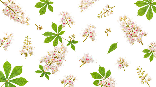 Elegant horse chestnut flowers and rich green leaves gently arranged with buds on a crisp transparent background.