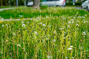 Obraz premium Close-up of a green city lawn densely covered with faded dandelions with fluffy seed heads on tall stems, featuring a blurred background with tree trunks, a sidewalk, and parked cars.
