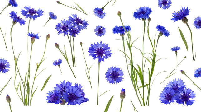 Blue cornflowers (Centaurea cyanus) scattered dynamically, vibrant petals and green stems, on a transparent background.