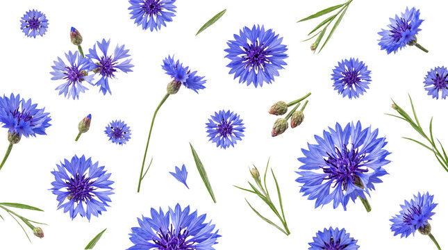 Scattered vibrant blue cornflower blooms with fresh green leaves and delicate buds.