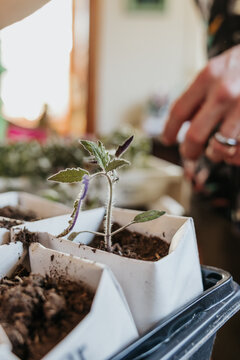 Adult man transplant tomato seedlings into larger handmade paper pots
