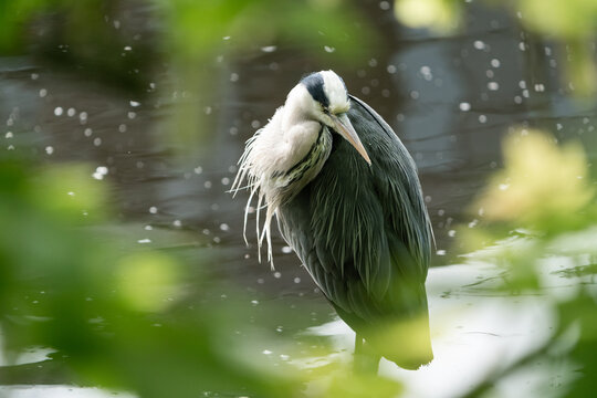 Grey heron preening feathers standing in shallow water