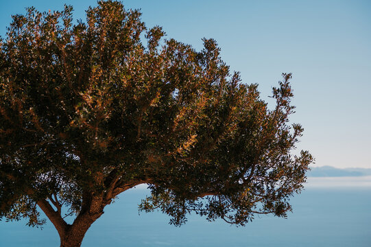 Olive tree above the Mediterranean coast, Sicily, Italy