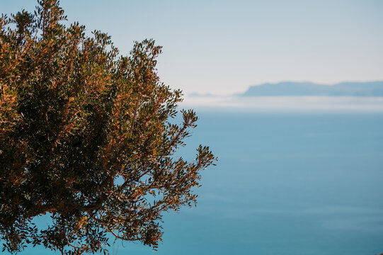 Olive tree overlooking the Mediterranean, Sicily, Italy