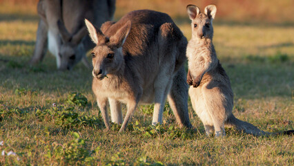 Adult Eastern Grey Kangaroo Grazing with Joey Standing in Sunset Grassland © blueringmedia