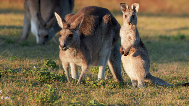 Adult Eastern Grey Kangaroo Grazing with Joey Standing in Sunset Grassland