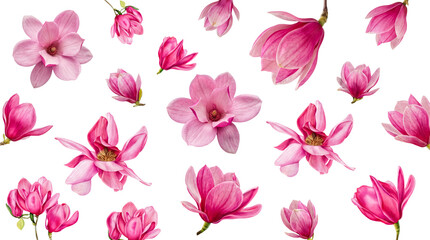 Scattered vibrant pink magnolia blossoms and buds, featuring varied sizes and stages. © Kayleigh