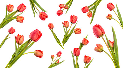 Obraz premium Vibrant red tulips with fresh green stems and leaves, scattered elegantly on a transparent background.