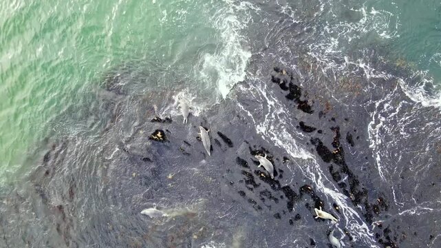 Sea lions jumping in water. Seascape Rocks And Kelp. Highdefinition Drone Footage Reveals Coastline