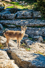 Obraz premium Iberian Ibex On Rocky Limestone In Andalusia Spain