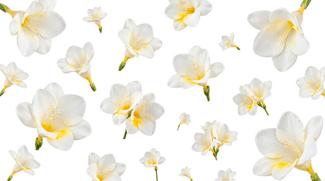 Elegant white freesia flowers with bright yellow centers, beautifully arranged and isolated on a transparent background.