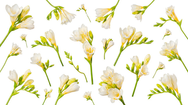 Beautiful white freesia flowers and vibrant green buds, artfully arranged with stems and isolated on a transparent.