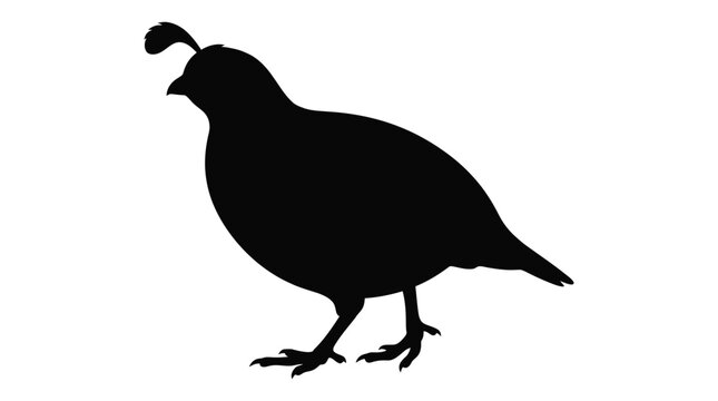 quail bird silhouette on white background animal wildlife feathered perched nature fauna