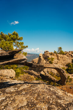Branche d'arbre mort et paysage de montagne rocheux, Bavella, Corse, France