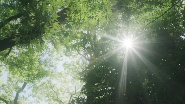さわやかな自然あふれる森林の山道　見上げた新緑の葉に当たる太陽の強い日差しと木陰・木漏れ日の差し込む葉陰　春・夏・夏休み・アウトドア・行楽・季節・登山