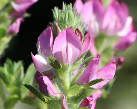 Ononis arvensis (field restharrow) growing in a meadow