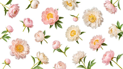 Lovely scattered pink, cream, and white peony flowers and buds with green leaves, isolated on transparent background. © Samantha