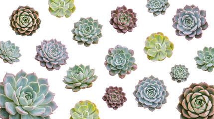 Fototapeta premium Varied succulent plants in shades of green and blue, isolated on a transparent background for design use.
