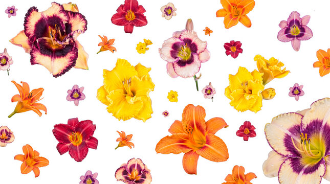 Diverse daylily blooms in assorted colors and sizes, perfect for creating dynamic floral patterns and lively.