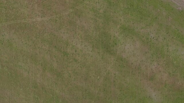 lush tall pasture crop on a regenerative agriculture farm. A Utility Vehicle Parked in a Lush Green Australian Farm Pasture. Representing Rural Transport, Agricultural Operations 
