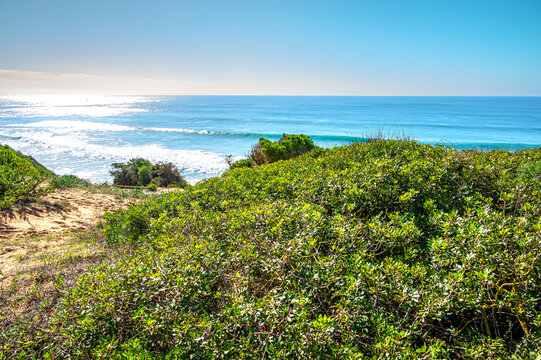 Atlantic Coastal Shrubland Near Barbate Andalusia Spain