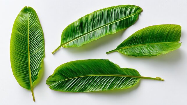 Four Green Banana Leaves on a White Background.