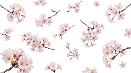 Elegant light pink cherry blossom branches with delicate flowers, beautifully scattered on a transparent background. © Caroline
