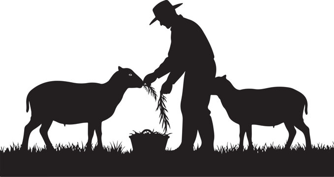 Silhouette of man feeding two sheep grass