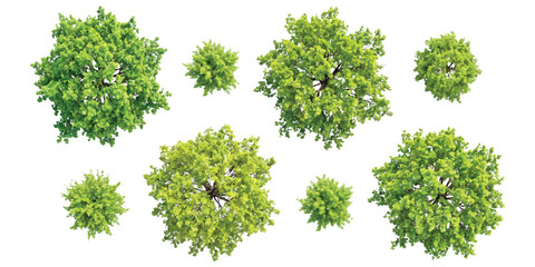 Top view of various green trees for landscape design architectural site plans © md