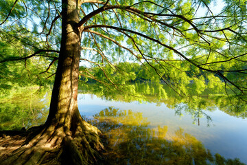Fototapeta premium Marne river bank in Maison-Alfort city